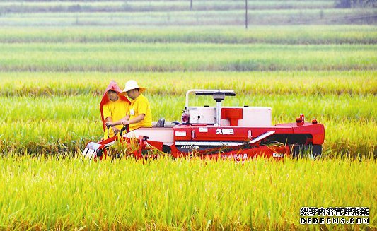 24小时机收水稻从农田进市场