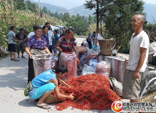乐山峨边：小米椒红了 村民笑了