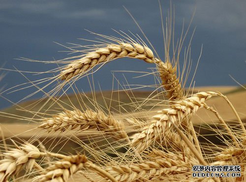 2013第四季度小麦价格仍将出现上涨