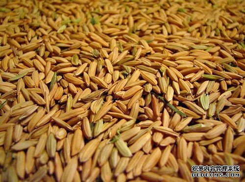 杂交稻种业金融风暴：生产过剩达历史最高