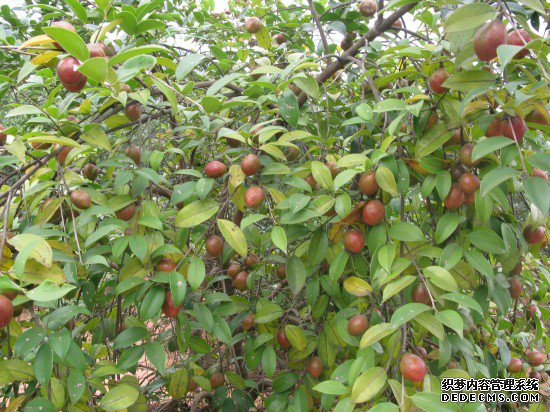 四川弘鑫农业有限公司油茶种植基地硕果累累