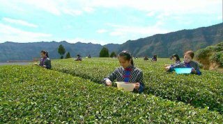 做强巴茶品牌   推进老区振兴