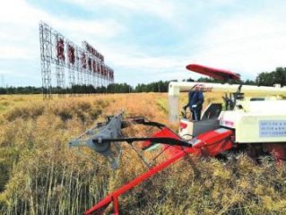 当油菜遇上分段式收割机……