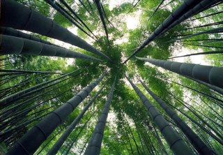 四川：竹海“吐金”
