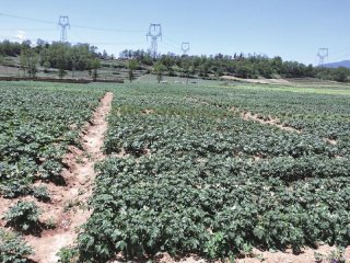 科技支撑 凉山马铃薯产业转型升级