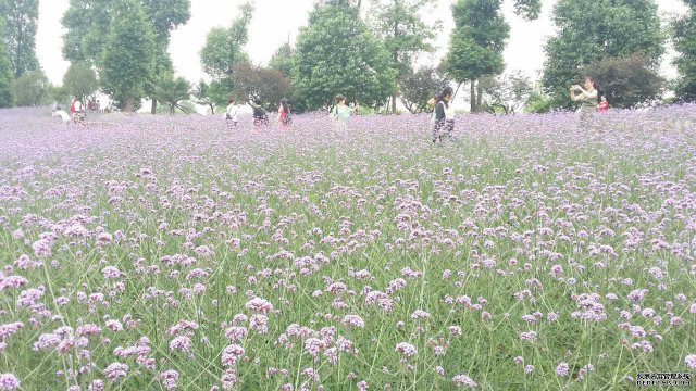 花开五月  活力飞扬