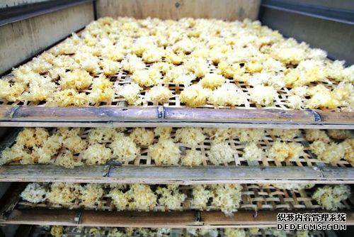 通江银耳生长记：七年青杠木一碗银耳羹