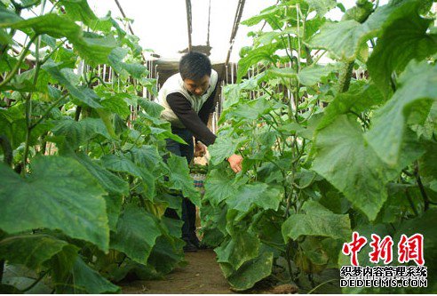 河南籍大学生返乡开农场 “新型农民”受网络追捧