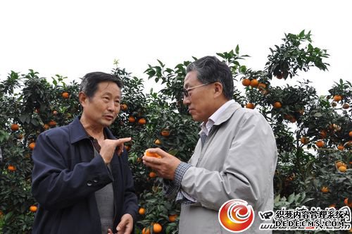 林乃基莅临丹棱指导“中国‘不知火’桔橙之乡”创建工作