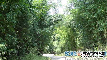 泸州二里：“大生态”发展理念 促8万亩竹基地产业转型