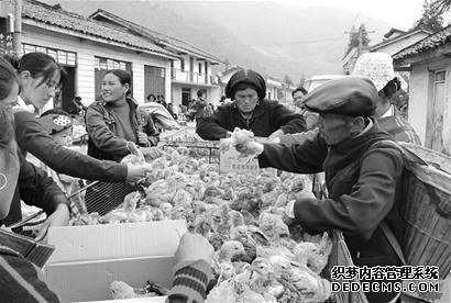 土鸡散养问题多 掌握技术好应对
