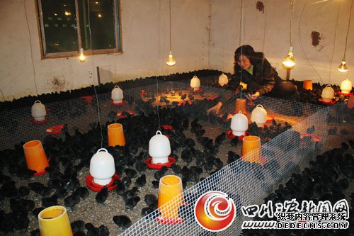 一位农村妇女的牧场梦