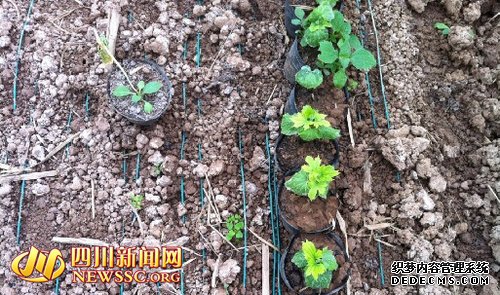 科技在农村：村民给蔬菜铺上“电热毯”
