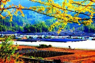 板桥乡浮寨村生态果蔬基地