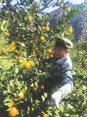 宰羊乡水果产业向精细化迈进