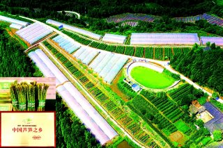 恩阳区双胜镇天良村芦笋基地