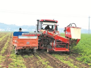 简阳在全省率先实现胡萝卜全程机械化生产