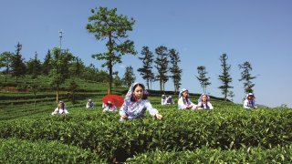 筠连县巡司镇银星茶园