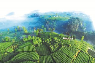 蒙顶山茶园春色