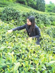 北川“黄茶娘子”的求索路