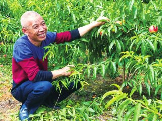 尤安村共同发展的胭脂脆桃喜获丰收,村主任叶大仕很开心。