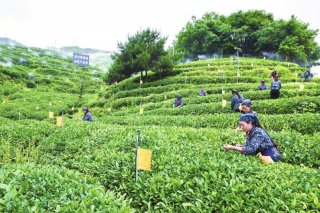 青川县茶叶基地一角