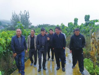 马小合(前排右二)赴宁南县调研蚕桑产业