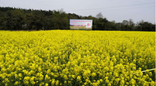 示范片油菜花期