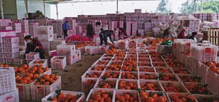 丹棱当地水果初加工中心工人分拣柑橘