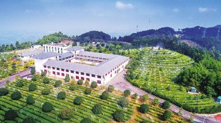 高县大雁岭茶叶现代农业园区