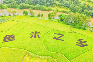 鱼米之乡(大地景观)