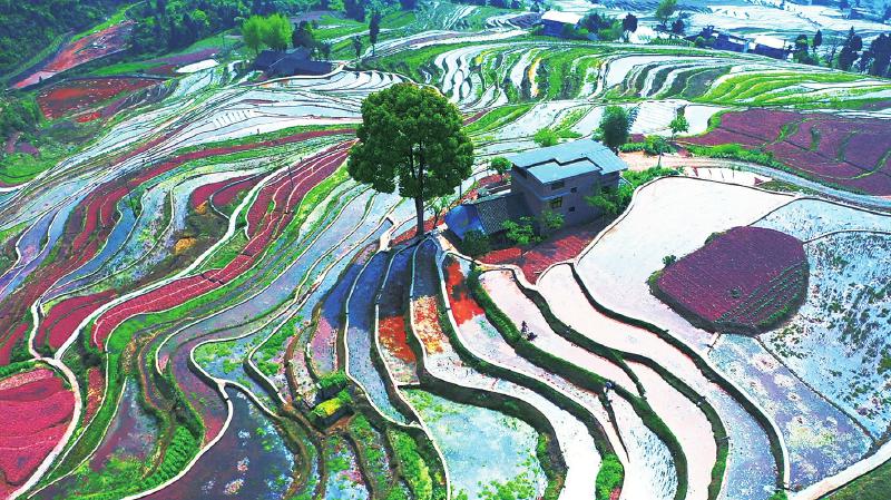 梯田春光。摄影：李骁 