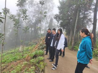 调研组察看魔芋生长情况