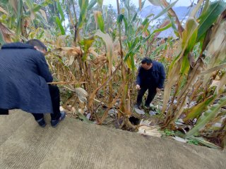 调研组察看玉米地土质