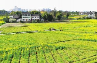 东升镇向坝村的油菜花海。杨汉国 摄