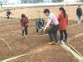 农户正在播种高粱苗