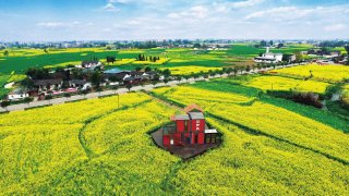 广汉市菜花公园花田里