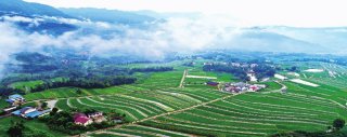胡家镇鸭池村稻鱼种植基地