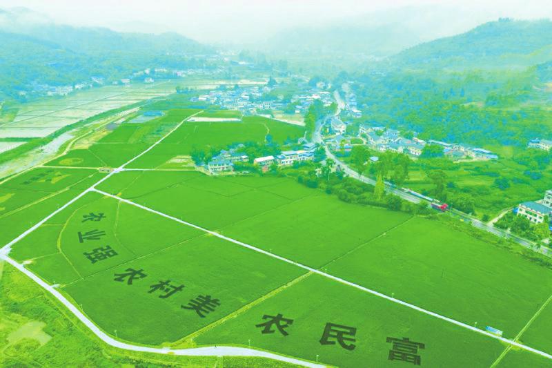 　　图为航拍的新场镇粮油现代农业园区稻田画。唐广 摄