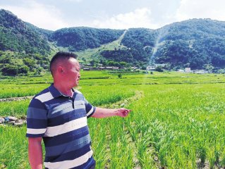 刘代波在产业园里查看“德昌香稻”生长情况